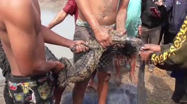 Thai teenagers help rescuing escaped crocodile feasting in fish pond