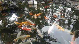 Colorful Fish - Japanese Koi