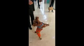 Smart poodle stands on two legs and dances to beg for food