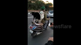 Two dogs balance on the backseat of a scooter and ride into the sunset