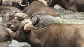 Hippo bull suddenly snaps at buffalo busy invading his personal space