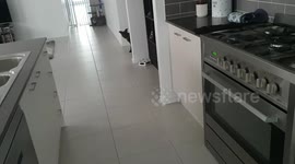 Dog sleeps through loud music, wakes up when fridge door opens
