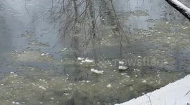 Rare Weather Phenomenon Causes Tree To Walk On Water