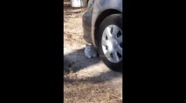 Snow White chases nuts like a dog Part 1