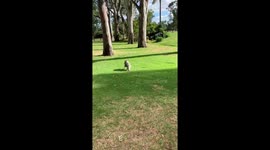 Koala with back riding Joey gets released after being moved from a dangerous road. Magpies swoop as she climbs tree