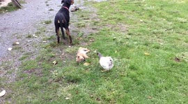 P'Ang la poule de combat !!