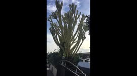 Cactus tree