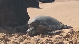 Green sea turtle on beach in hawaii next to tourists