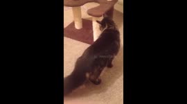 Cat falls on head when startled by kitten