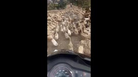 The man tried to ride the motorbike cross thousands of ducks on the road