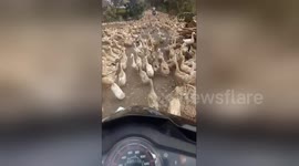 What the duck? Feathered flock blocks road, frustrating motorcyclist