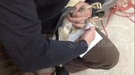 RMS Falcons artificial insemination falco peregrinus