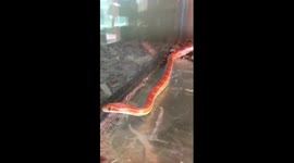 Scarlet kingsnake in qatar
