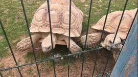 Giant tortoise in qatar