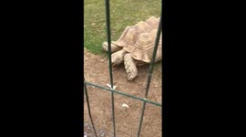 Giant tortoise in qatar2