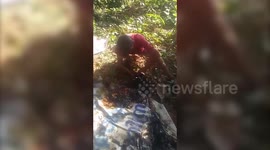 Adorable pups stuck in tar rescued after eight hours of scrubbing in India