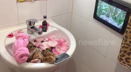 Relaxed to the max! Bengal cat enjoys spa day in a bathroom sink