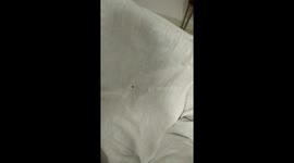 Horrified Guest Finds Bed Bug In Hotel Bedding, India