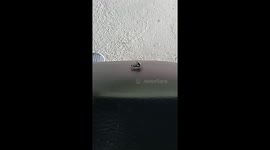 insect's Sex tape