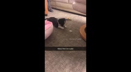 Puppy vs ice cube