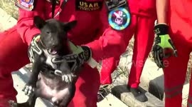 Four puppies rescued after spending two days trapped under concrete electricity posts