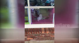 Puppies In The Window. The Strangest Dog Shop Iv Ever Seen!