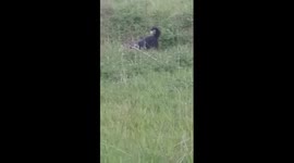 Jinxx dives headfirst into grass to hunt a mouse