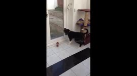 Puppy jumping to ring a bell to be let out.