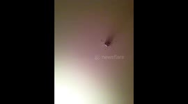 Wife chucking