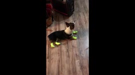 Corgi Pup Hates Rain Boots