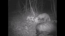 Erythristic Badger