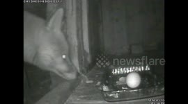 Fox loves Eggs