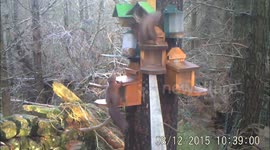 Hooligan Squirrels