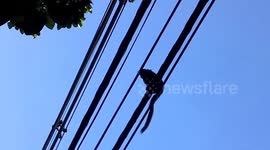 Monkeys jumping in the trees, Rio de Janeiro, Brazil 2018 Brasil