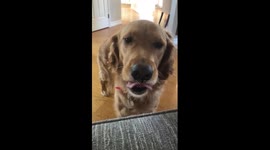 Puppy Peanut Butta Slo Mo