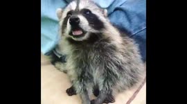 Baby raccoon eating banana in Austrian garden