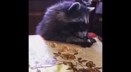 Baby raccoon eating cookies at the table