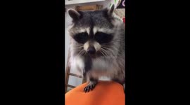 Raccoon asking for a cookie