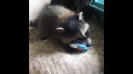 Adorable baby raccoon