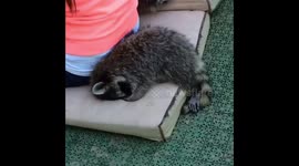 Raccoon is sleeping in the garden