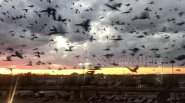 'Bird-pocalypse' takes over the skies on a Texas highway