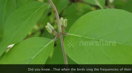 Birdsong Power