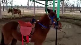 Carousel with real horses in Chinese zoo angers visitors