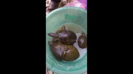 Turtles selling in Pakistani Market