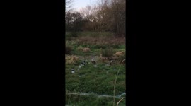 ducks swim on flooded field