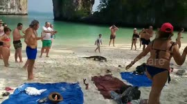 Giant monitor lizard walks on packed tourist beach in Thailand