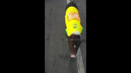 Adorable pet pig takes part in marathon... even beating some other racers