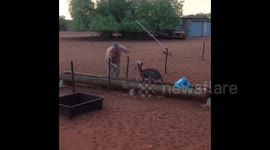 Kangaroo takes bath to cool down during heatwave in Australia