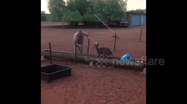 Kangaroo takes cool bath during heatwave in Australia