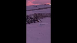 Dogs playing in beautiful sunset